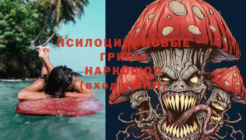 закладки  Электрогорск  Псилоцибиновые грибы Magic Shrooms 